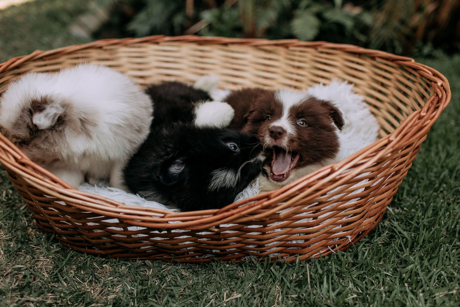 Panier chien : comparatif 2026 par taille et poids
